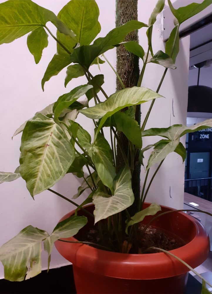 Clicked from Galaxy M20 (13)