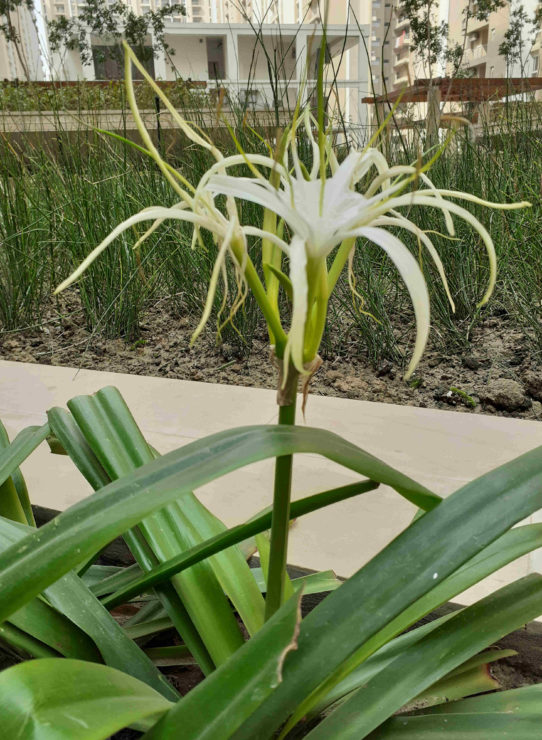 Clicked from Galaxy M20