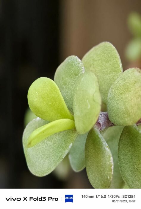 Image from the ultrawide lens of vivo X Fold 3 Pro 1