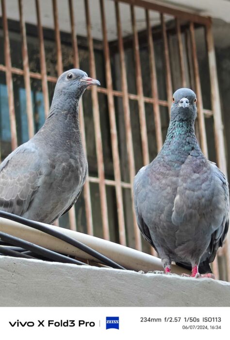 Image from the zoom lens of vivo X Fold 3 Pro-1